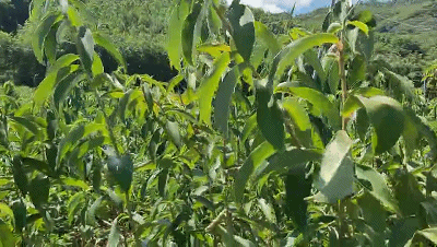 微信圖片_20190704163353 微信圖片_20190704163353