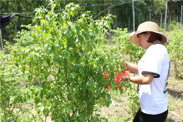 微信圖片_20190708171554 微信圖片_20190708171554