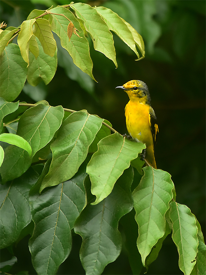 20240815165155_60684